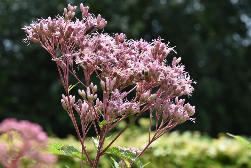 Eupatorium maculatum 'Atropurpureum' bestellen